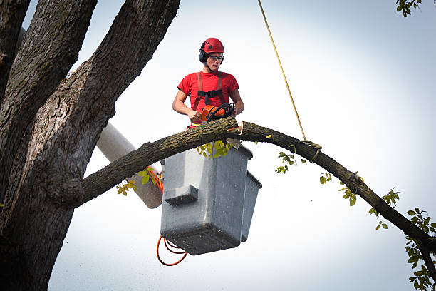  Bartow, FL Tree Service Pros